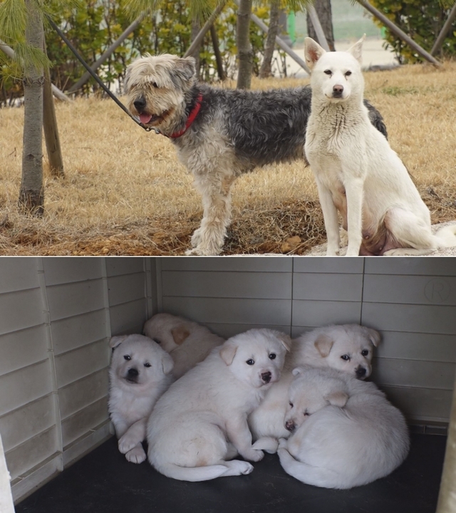 사진 제공 = SBS 'TV 동물농장'