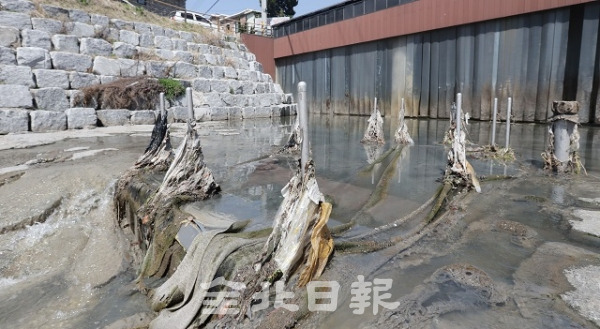 15일 전주시 건산천 일대에 음식물 쓰레기와 오물 등이 천을 오염시키고 있어 심한 악취와 도시미관을 헤치고 있다. 조현욱 기자