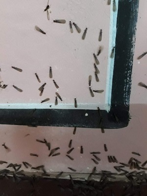 군산 불주사에 발견된 흰개미떼