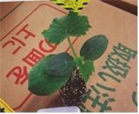 일본에 수출 중인 오이 모종. 사진제공=농촌진흥청