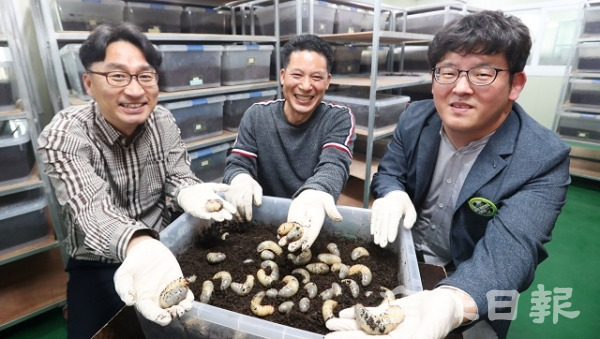29일 전북 곤충산업 블루오션이 불고 있는 가운데 장수군 '백만돌이'농장에서 나만수 대표(가운데)가 장수풍뎅이 유충을 홍보하고 있다. 조현욱 기자