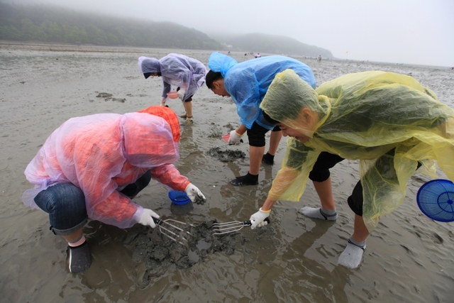 바지락 캐기체험