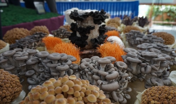 전국 팔도 버섯. 사진제공= 농촌진흥청