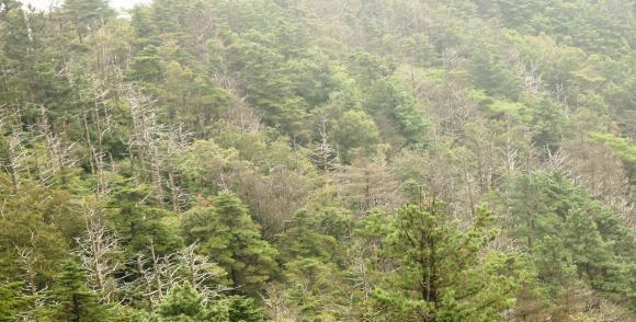 지리산 구상나무 집단 고사 지역. 사진제공= 국립산림과학원