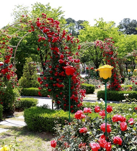 대전 오월드 장미축제. 사진=대전오월드 제공