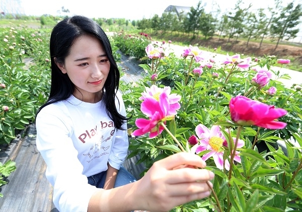농촌진흥청 국립원예특작과학원에서 한 직원이 포장에 활짝 핀 작약 꽃을 감상하고 있다. 사진제공=농촌진흥청