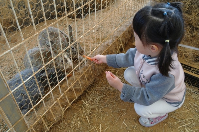 동물 먹이주기 체험. 토끼, 닭, 새, 거북이 등을 만날 수 있다.
