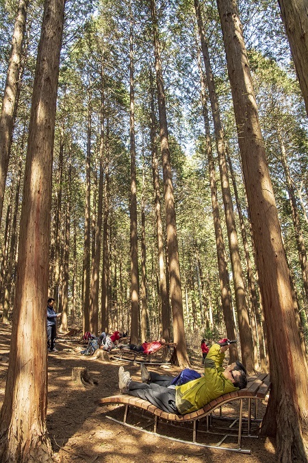 장성 축령산 편백림. 하늘을 향해 뻗어있는 나무들은 보는것만으로도 시원함을 선물한다. 광주일보 김진수 기자