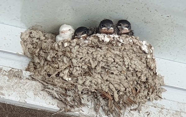 진안군 마령면사무소에서 50미터가량 떨어진 한 음식점 건물 처마 밑에서 발견된 하얀 제비.