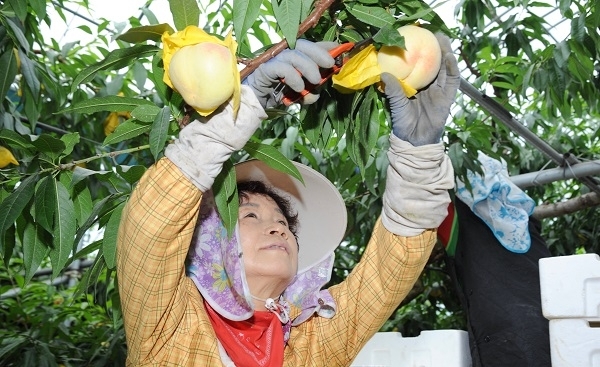 남원 금지면 안흥농장에서 농민이 복숭아를 수확하는 모습