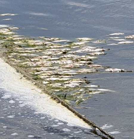 김제시 복죽동 한 양어장에서 폐사한 동자개