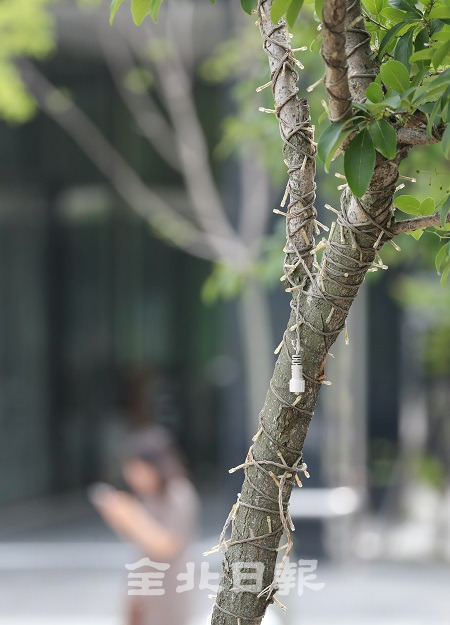 9일 전주시 홍산북로에 심어져 있는 가로수가 때 지난 크리스마스 전등줄에 꽁꽁 묶여있다. 조현욱 기자
