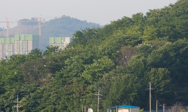 군산 조촌동 인근 야산의 백로 및 왜가리떼 모습.