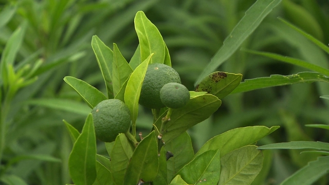스틸 = KBS 추적 60분