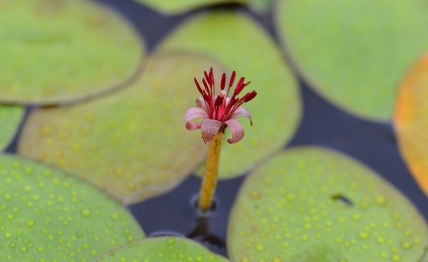순채. 한라생태숲 제공