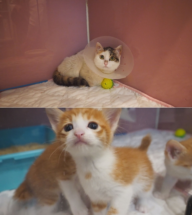 스틸 = SBS 동물농장