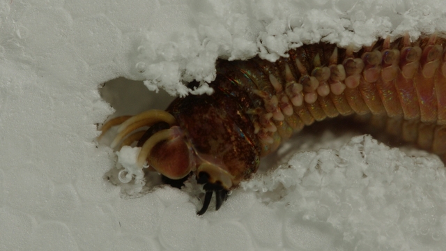 스틸 = EBS1 다큐프라임