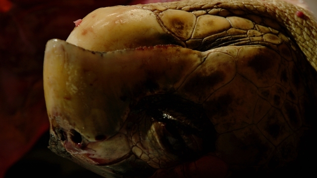 스틸 = EBS1 다큐프라임