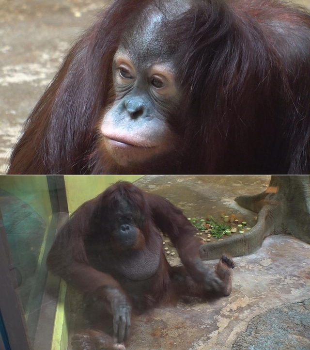 스틸 = SBS 동물농장