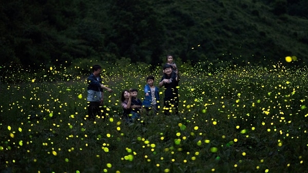 무주 반딧불이 신비탐사