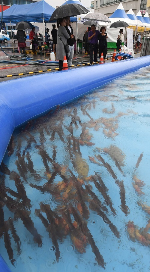 강릉 주문진항에서 열린 오징어축제. 사진=강원일보 권태명 기자