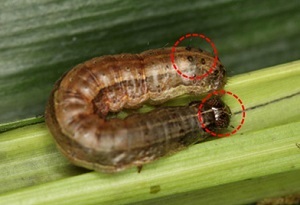 고창에서 발견된 열대거세미나방