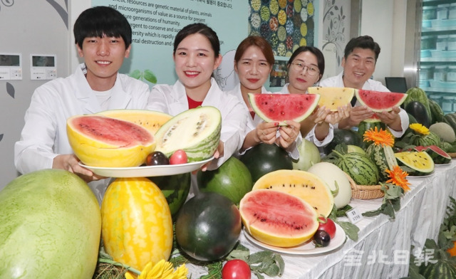 11일 수박 등 박과채소 유전자원 현장평가회가 농촌진흥청 농업유전자원센터에서 열린 가운데 연구원들이 형형색색 다양한 수박들을 선보이고 있다. 조현욱 기자