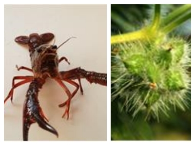 사진= 미국가제(전북환경운동연합 제공), 가시박(전북지방환경청 제공)