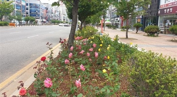 군산시 수송동 장미 특화거리.