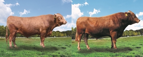 올해 상반기 한우 씨수소로 선발(KPN 1272, KPN 1273)된 정읍시 칠보면 와우한우농장 대표 이동화 씨의 씨수소 2마리.