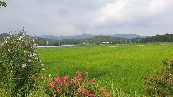 남원시 사매면의 들녘 풍경. 사진 뒤 중앙에 보이는 봉우리는 만행산 천황봉이다.