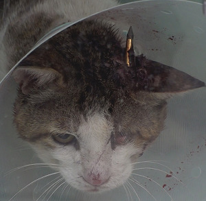 군산에서 발견된 머리에 화살촉이 박힌 길고양이. 사진= 동물자유연대 제공