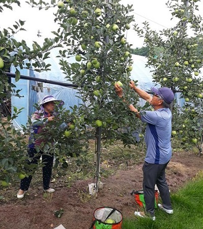 진안고원 여름사과 '썸머킹'을 수확하는 안재화 농가