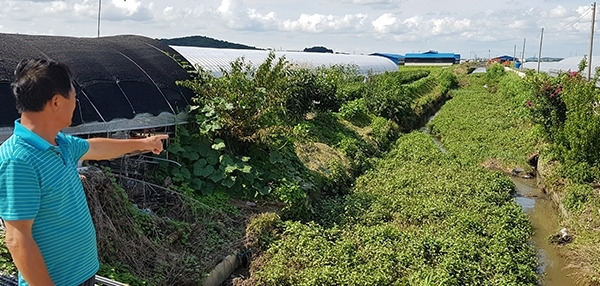 정읍 덕천 중앙배수로에 수풀이 가득한 가운데 멀리서 포크레인이 준설작업을 하고 있다.