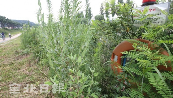 4일 전주천 인근 산책로에 위급상황 시 사용해야 할 구명환이 성인 키만큼 자란 풀들에 의해 가려져 있다. 조현욱 기자