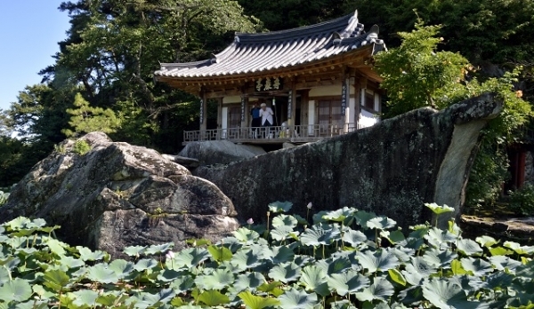 문경 주암정은 배 한 척이 연꽃 바다를 건너는 모양새다. 정자에 오르면 갑판에서 망망대해를 내다보는 기분이 든다. 사진= 매일신문 이채근 기자