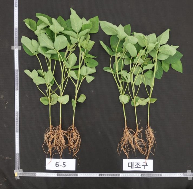 콩 뿌리균 특허 출원 (좌 처리, 우 무처리)