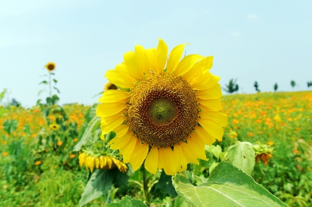 5,000평 규모로 핀 코스모스 밭