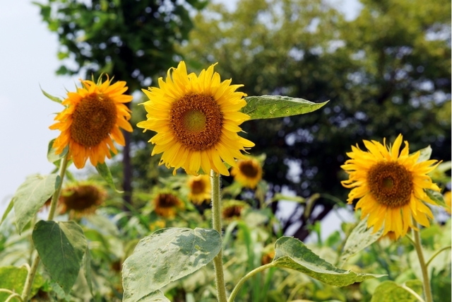 5,000평 규모로 핀 코스모스 밭