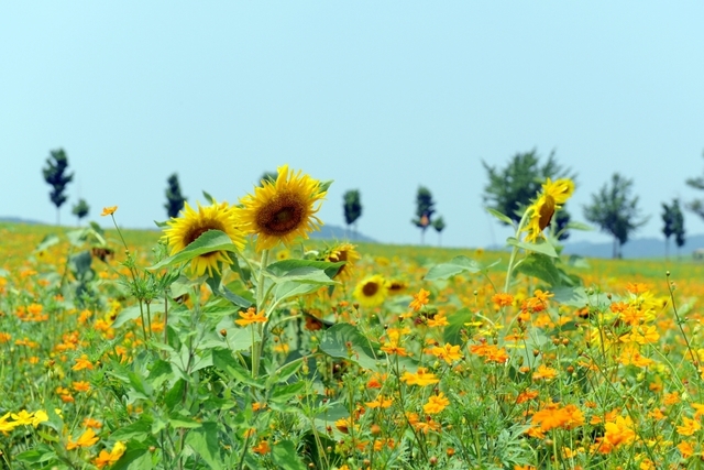 5,000평 규모로 핀 코스모스 밭