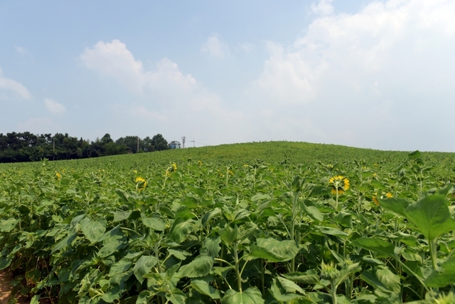 2019년 8월 5일 코스모스 개화 현황