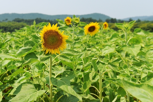 2019년 8월 5일 코스모스 개화 현황