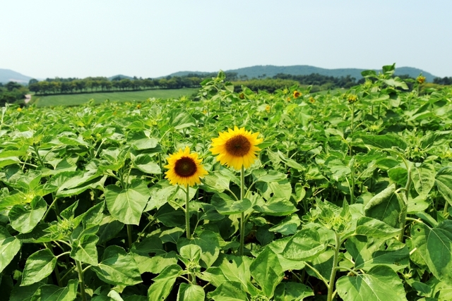 2019년 8월 5일 코스모스 개화 현황