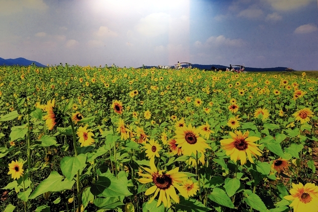 고창 학원농장 매점에 걸린 코스모스 사진