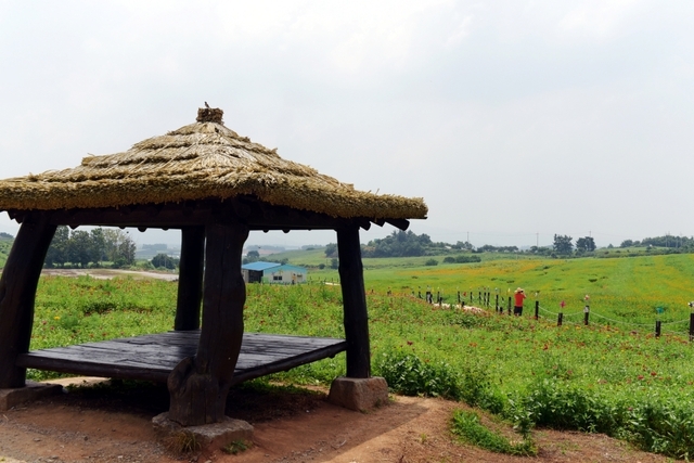 형형색색 백일홍