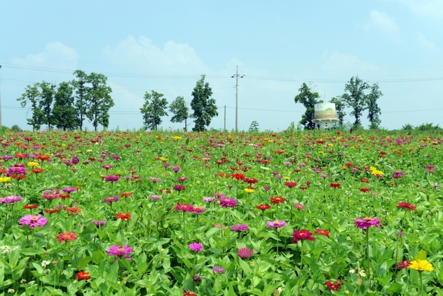 형형색색 백일홍