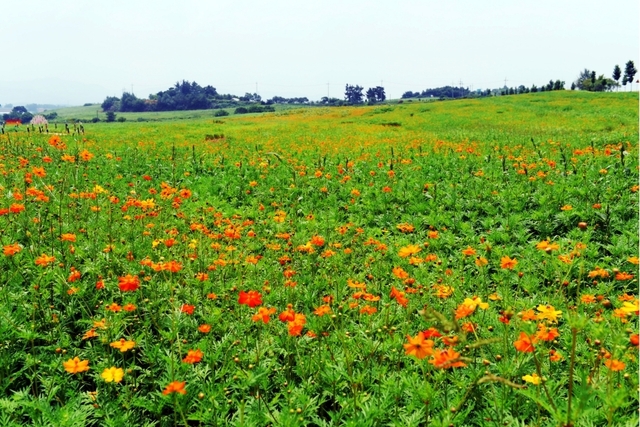 황화코스모스와 해바라기