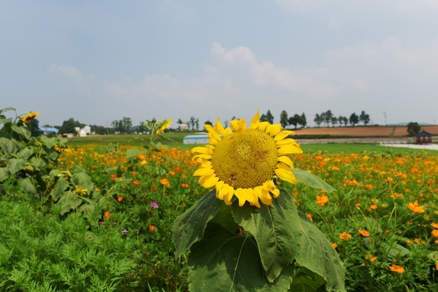황화코스모스와 해바라기