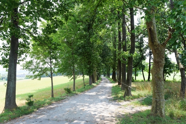 학원농장 가로수 길