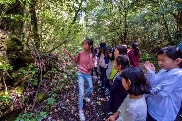 꼬마해설사 곶자왈나무 특징 설명 / 제주新보 제공